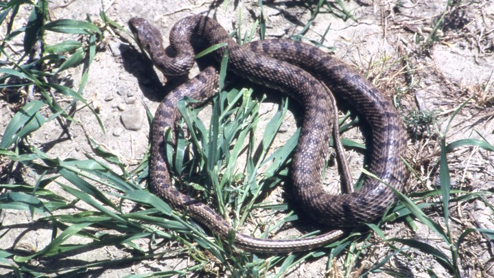 Во Владимирской области появились гадюки с голубыми глазами