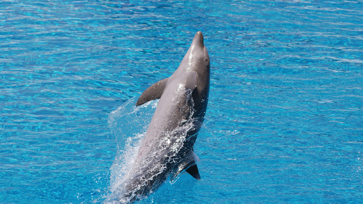 Причиной массовой гибели дельфинов в Чёрном море могут быть рыболовные сети