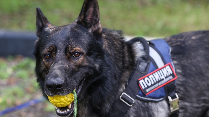 На Запорожье полицейские задержали 18-летнего организатора схрона с боеприпасами и наркотиками