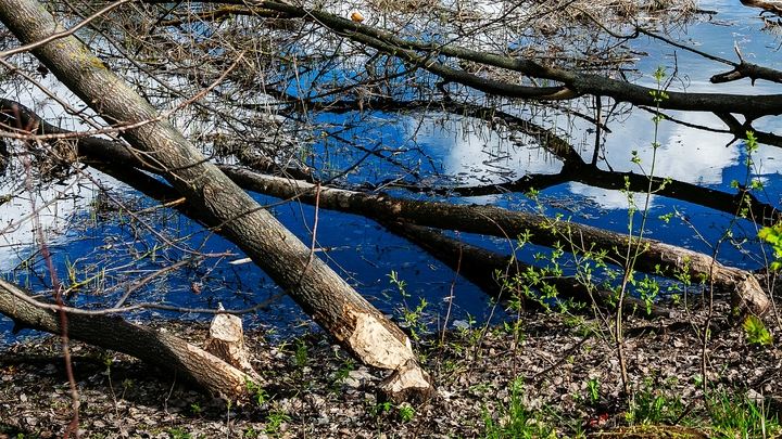 Чиновникам пришлось извиняться за мёртвых животных на затопленной свалке под Тюменью