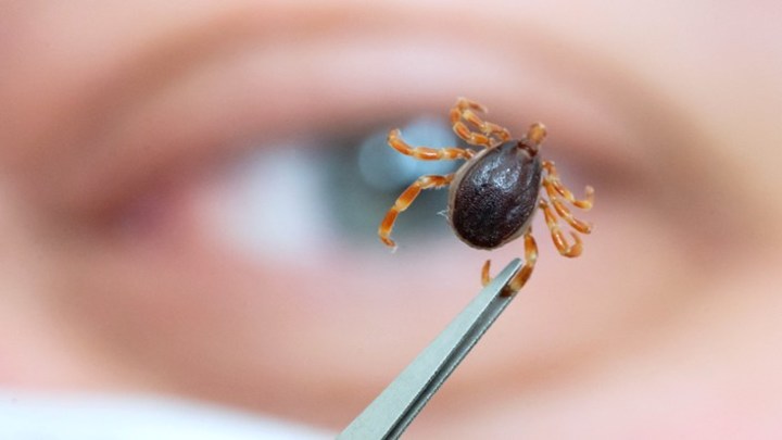 В России ученые открыли вызывающий чуму вид клещей
