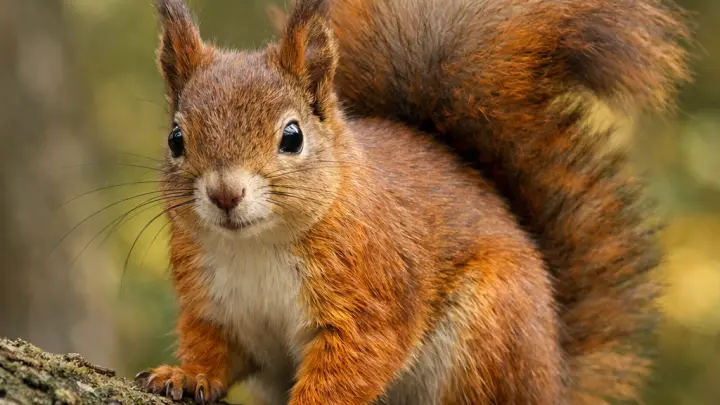 Видео курящей белки шокировало защитников природы
