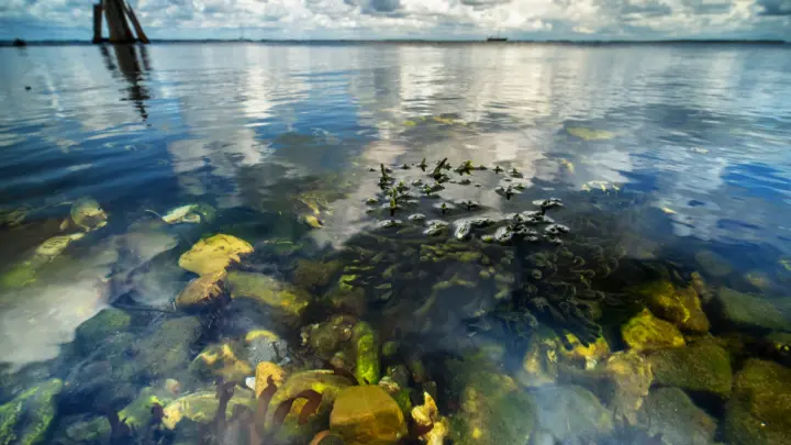 Новая ветвь жизни: учёные нашли 24 неизвестных организма в Тихом океане