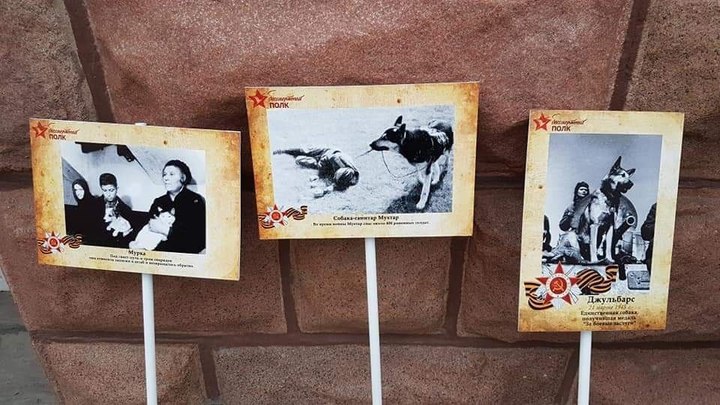 Жителям Кузбасса помогут бесплатно подготовиться к 9 Мая