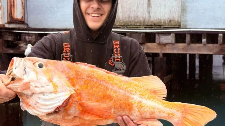 В Калифорнии поймали канареечного окуня: побит мировой рекорд
