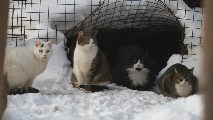 В Подмосковье создали сервис по поиску пропавших домашних животных на базе ИИ