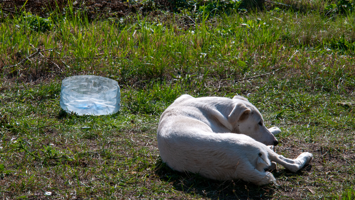 Найденный в Нижнем Новгороде 100-килограммовый пес похудел на 31 кг