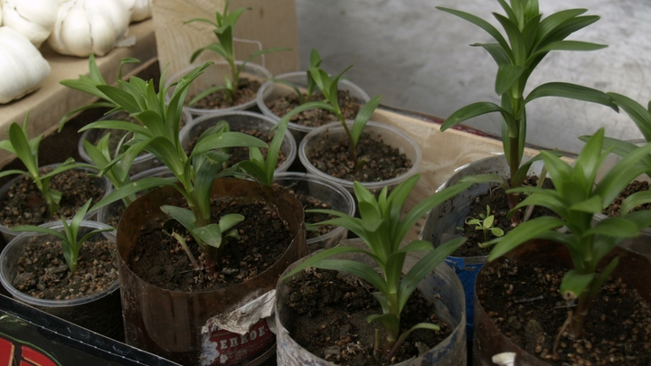 Лунный посевной календарь на 17 марта 2023: удачные и неудачные дни для садоводов