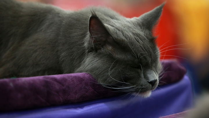 Сонный секрет: Что означает поза, в которой спит ваша кошка