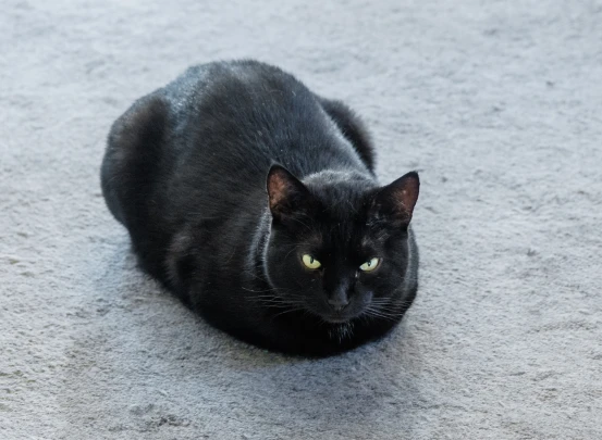 Кот-беглец стал причиной гибели своего хозяина: Проходит доследственная проверка