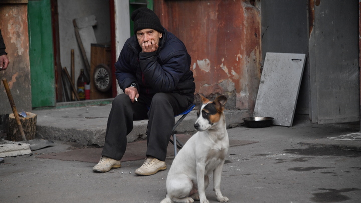 Как будет работать закон о регистрации собак в Московской области