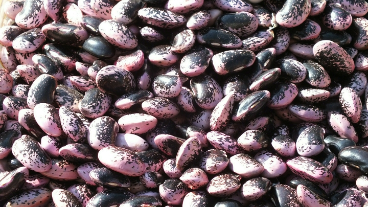 Опасный салат, вызвавший десятки отравлений, готовили рядом со свалкой. На месте найдены тонны фасоли