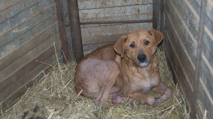 В Астрахани погибли сотни собак. Оставшихся спасают в эти дни