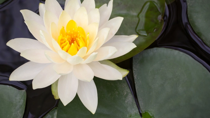 Собрались как-то гинеколог, Туск и Забляцкис: Угроза России превратилась в шутку дня