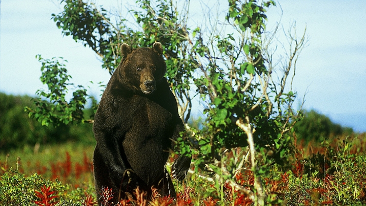 Медведей делим на людей: Чиновник удивил новым правилом
