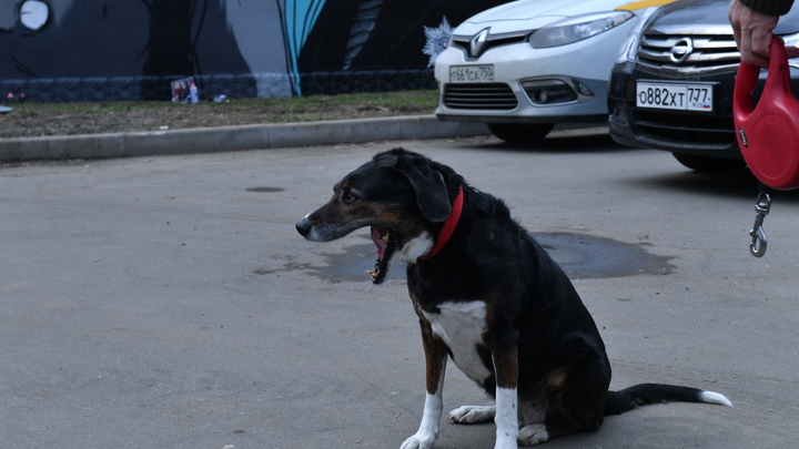 Русских уничтожает собачья мафия. Жириновский выступил с разоблачением в Госдуме