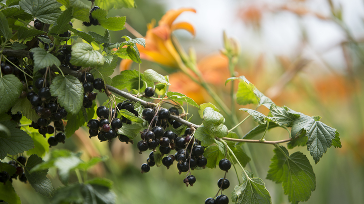 Тля не любит остренькое. Садовод рассказала, как избавиться от вредителя