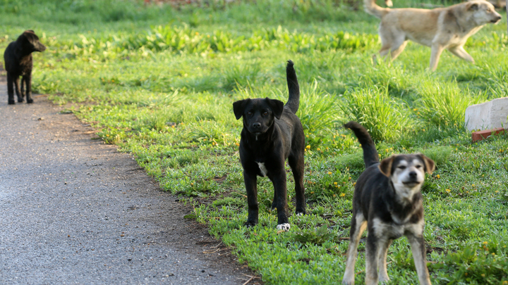В Мостовском районе живодёр убил и съел двух собак