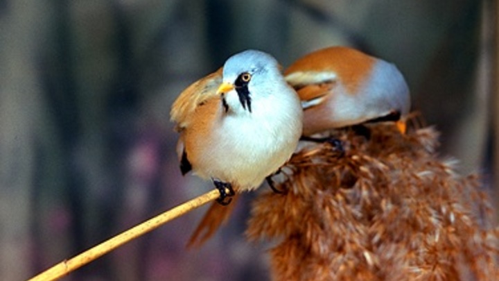 Народные приметы на 21 декабря – день Потапия и Анфисы