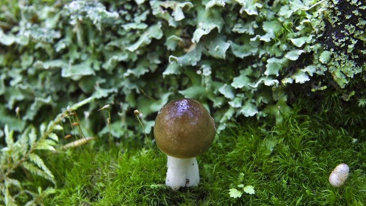 Первый белый гриб нашёл житель Новосибирска в начале июня