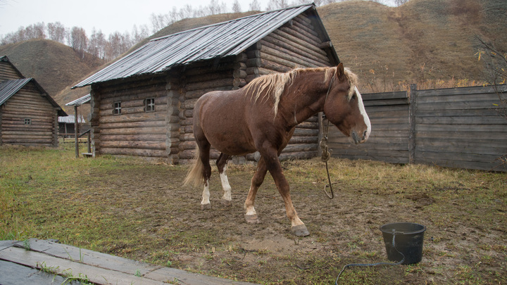 В конно-спортивную школу Кирилловки передали лошадь из Южной Осетии