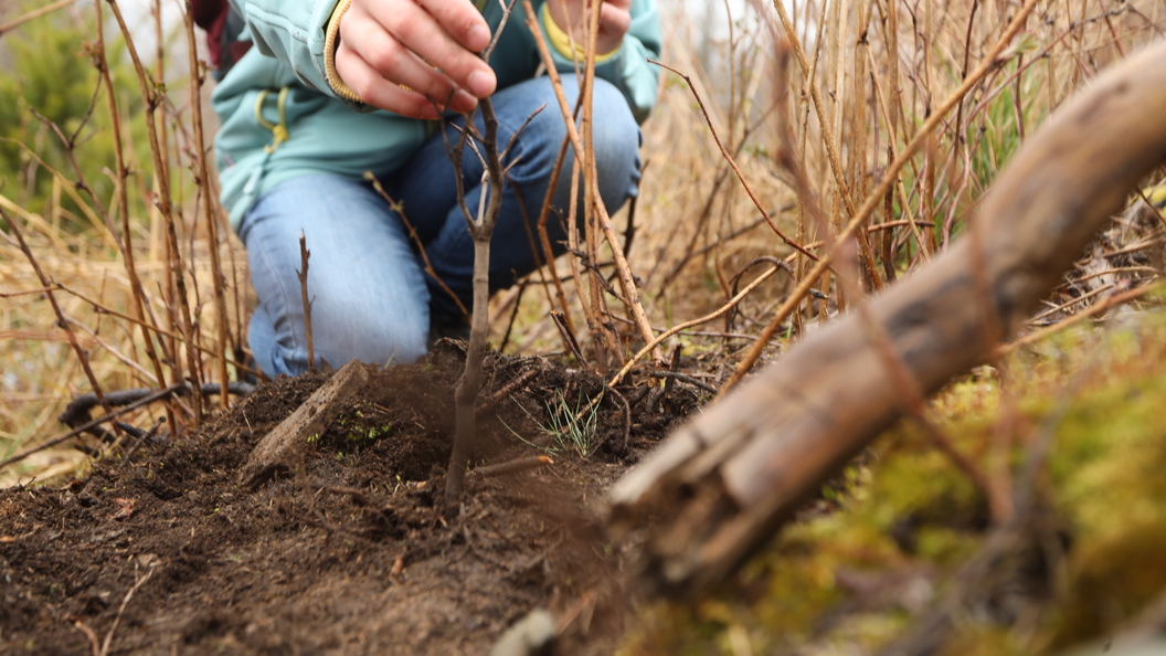 #ОСИНА #ТОПОЛЬ_ДРОЖАЩИЙ #ДЕРЕВЬЯ_НАШИХ_ПАРКОВ "Деревья наших парков" - совместны
