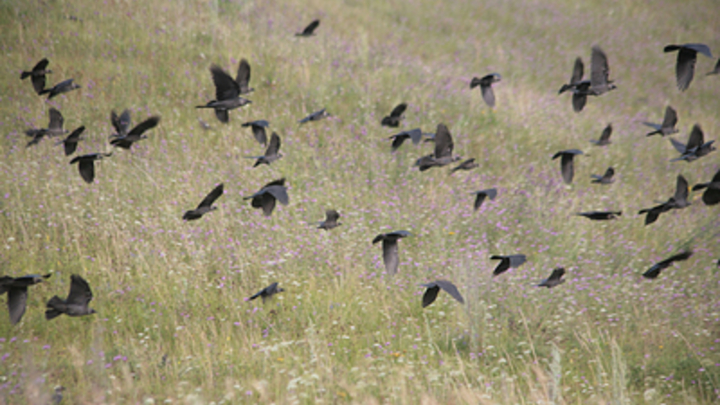 Орнитологи связали массовую гибель птиц в России с лихорадкой Западного Нила