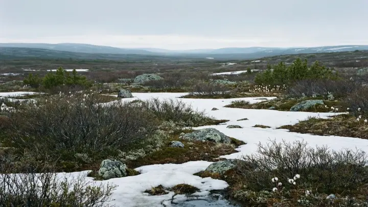 Семья на снегоходе застряла в тундре в 40-градусный мороз и чудом выжила