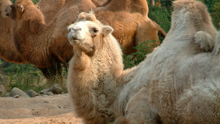 Глава Ростуризма Зарина Догузова попросила мэра Сочи разобраться в ситуации с истощёнными верблюдами