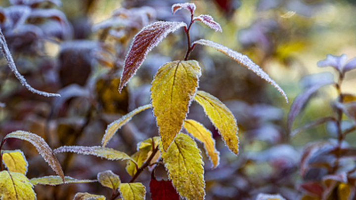 В первую ноябрьскую ночь на Кубани ожидаются заморозки до -2 °С