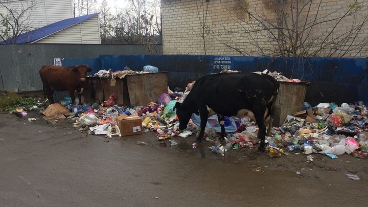 В Челябинской области коровы питаются на помойках