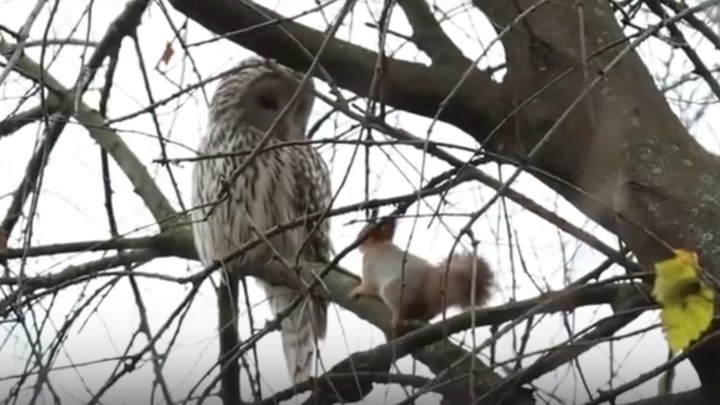 Опасная, но трогательная дружба белочки с совой попала на видео