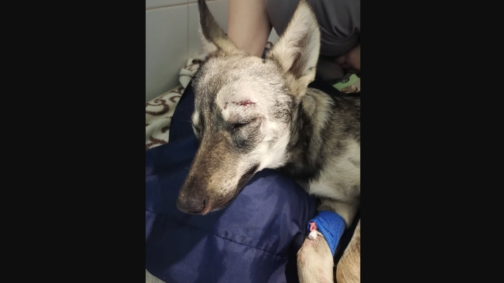 В Иванове водитель спас сбитую на улице Станкостроителей собаку
