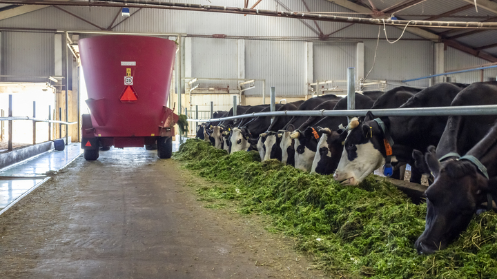 В Самарской области создают три новые молочные фермы