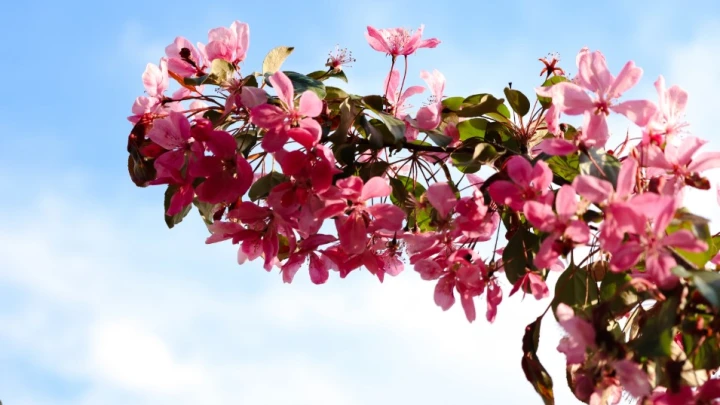 Майские праздники не за горами: Как отдохнуть девять дней подряд, объяснили в Госдуме