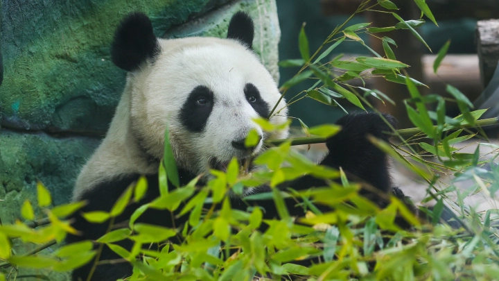 Поддержать животных Московского зоопарка теперь можно во время онлайн-эфиров