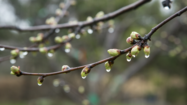 Артемонов день. Готовимся к Благовещению Пресвятой Богородицы. Праздник 6 апреля 2025 года: Что можно и нельзя делать?