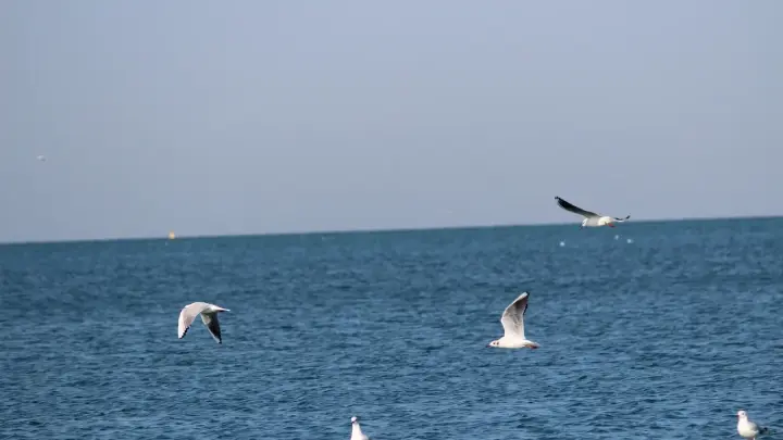 Более 200 птиц погибли у берегов Анапы из-за нового нефтяного пятна