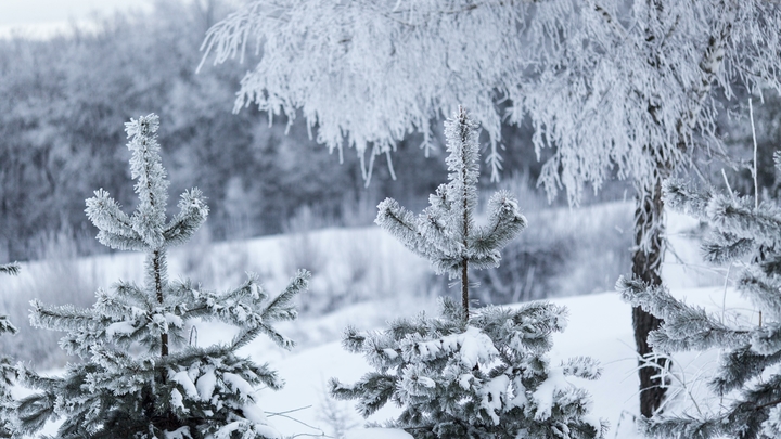 Народные приметы на 1 января - день Вонифатия и Илии Муромца Печерского: что можно и нельзя делать