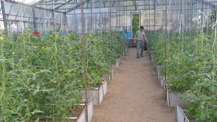 В Минсельхозе рассказали, где в России будут выращивать фрукты и овощи