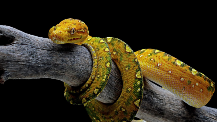 Огромный питон задушил мужчину на Филиппинах