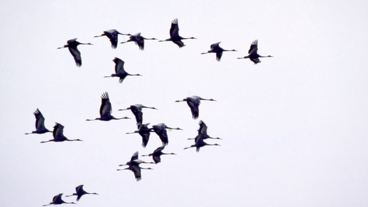 Журавли покидают Ленобласть, и это повод взглянуть на небо