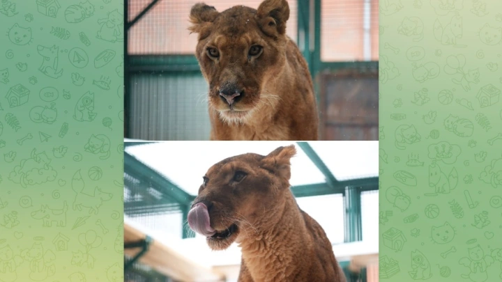 У бизнесмена в Подмосковье изъяли двух львов