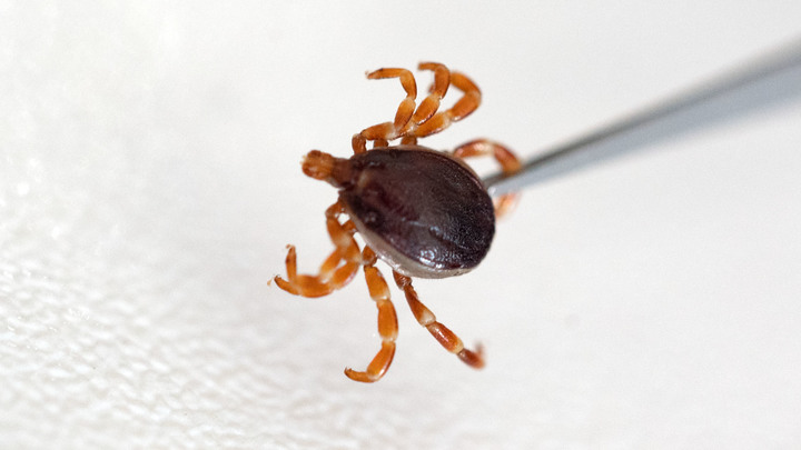 Врачебная тайна: как правильно снимать клещей