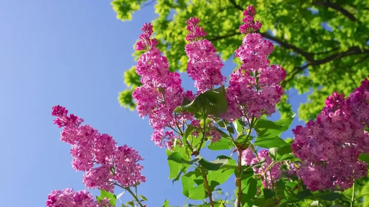 Майские праздники-2026: куда чаще всего едут и летят отдыхать жители России