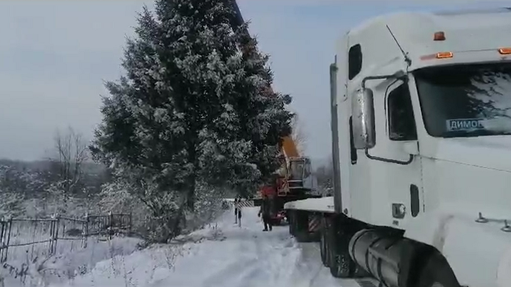 Новый год любой ценой: чиновники тайно срубили ель в огороде жительницы Миньяра