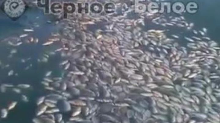 В Челябинской области массово гибнет рыба в озере Ача-куль
