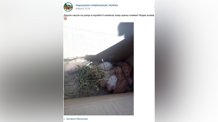 Коробку с хомячками выбросили неизвестные в кузбасском городе