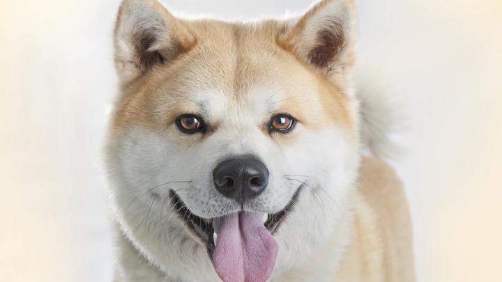 8 кг пушистого счастья: В Японии выбрали щенка акита-ину для фигуристки Загитовой