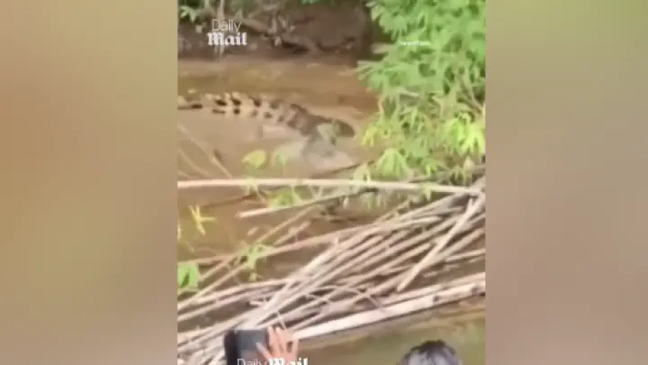 В Индонезии сняли на видео крокодила, утащившего в воду собиравшую моллюски женщину